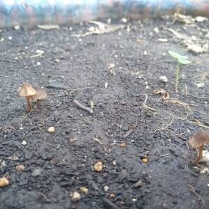 Meet your Posher, Perry